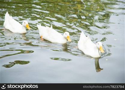 Ducks are swimming in the water. Many ducks are fed pond within the park.