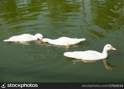 Ducks are swimming Ponds within the park Animals