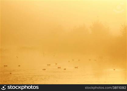 ducks at sunrise in the Netherlands on the estate of Oostbroek near utrecht