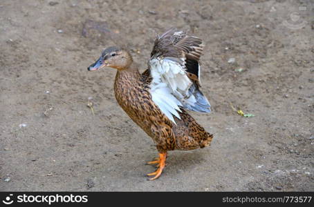 Ducks at the farm on a summer day