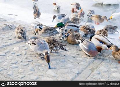 Ducks foraging in walkway near icy river. Hokkaido, Japan. One of the duck have wirless set on its back.