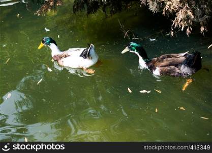 Ducks in an artificial lake on a sunny day
