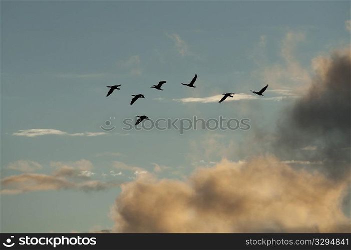 Ducks in flight over Lake of the Woods, Ontario