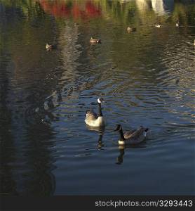 Ducks in Stanley Park in Vancouver, British Columbia, Canada