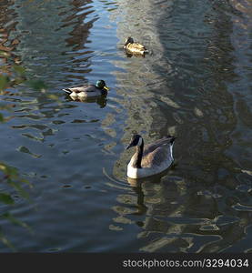 Ducks in Stanley Park in Vancouver, British Columbia, Canada