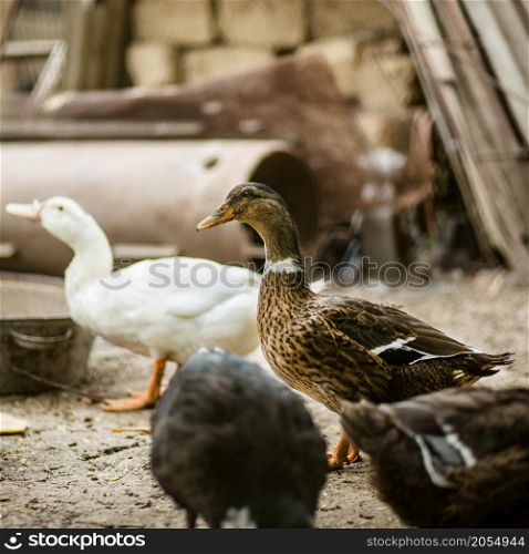 Ducks in the farmyard. Poultry, chickens ducks turkeys. Ducks in the farmyard.