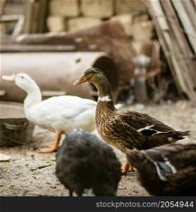 Ducks in the farmyard. Poultry, chickens ducks turkeys. Ducks in the farmyard.