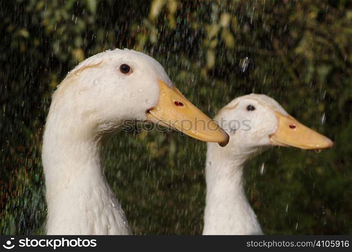 Ducks in the rain