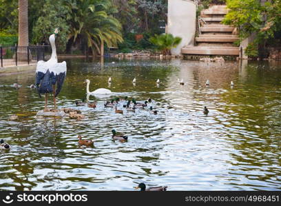 Ducks in Viveros park pond of Valencia at Spain