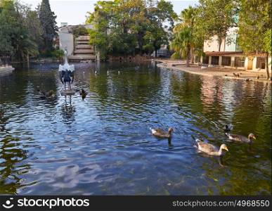 Ducks in Viveros park pond of Valencia at Spain