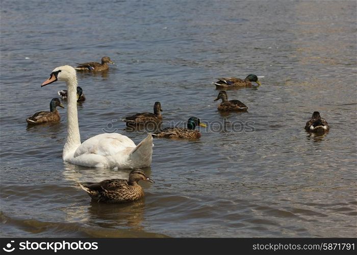 Ducks, Mallards and swan flock on pond 8445