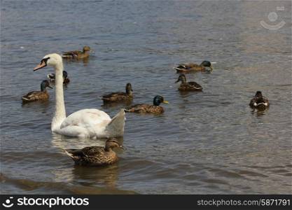 Ducks, Mallards and swan flock on pond 8445