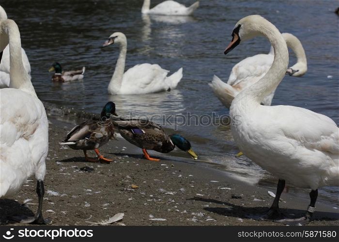 Ducks, Mallards and swans flock on pond 8436