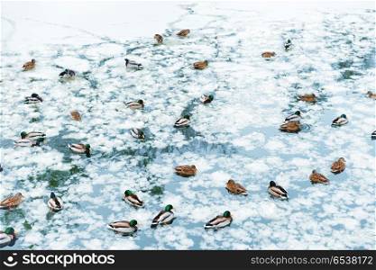 Ducks on frozen lake. Ducks on frozen lake in the park
