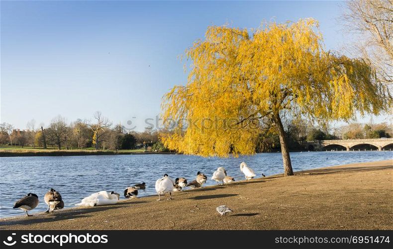 Ducks on the edge of Serpentine Lake in Hyde Park, London. Sunny Autumn day in Hyde Park, London