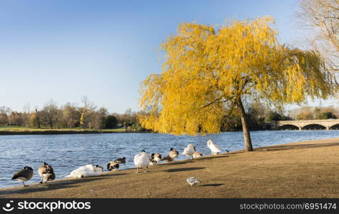 Ducks on the edge of Serpentine Lake in Hyde Park, London. Sunny Autumn day in Hyde Park, London