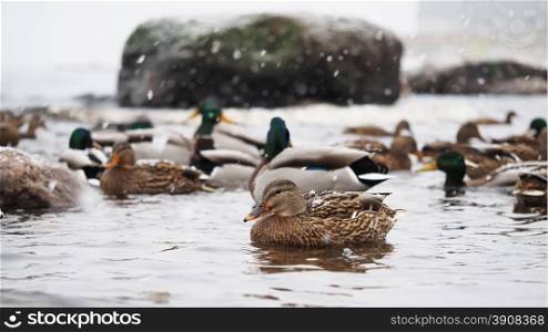 ducks on the lake in the snow