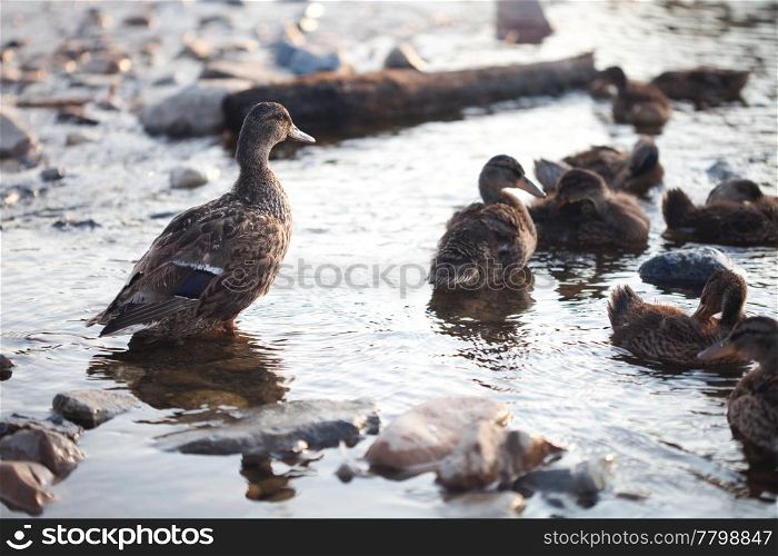 Ducks on the water