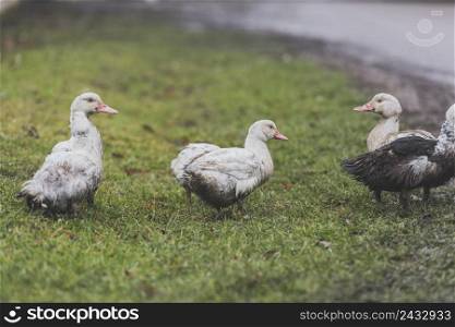 ducks standing green lawn