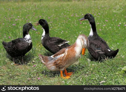 Ducks swim in the lake