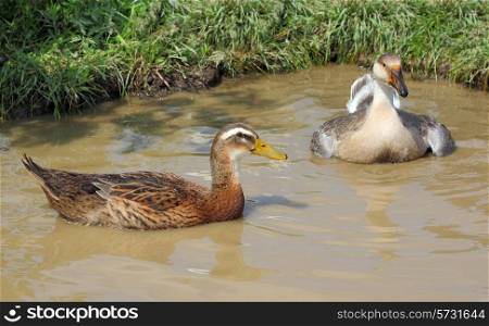 Ducks swim in the lake