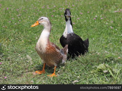 Ducks swim in the lake