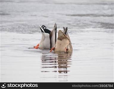 ducks swim upside down