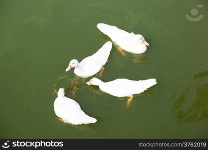 Ducks swimming Aquaculture farms Ducks are swimming in order to wait for the food.