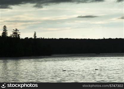 Ducks swimming in a lake, Lake of The Woods, Ontario, Canada