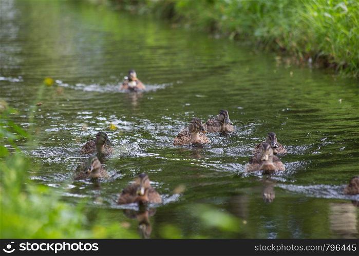 Ducks swimming in the blue lake. together group in nature beauty. Ducks swimming in the blue lake. together group in nature