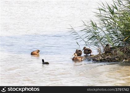 ducks swimming in the lake near the shore