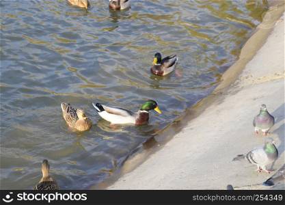 Ducks swimming in the pond. Wild mallard duck. Drakes and females.. Ducks swimming in the pond. Wild mallard duck. Drakes and females