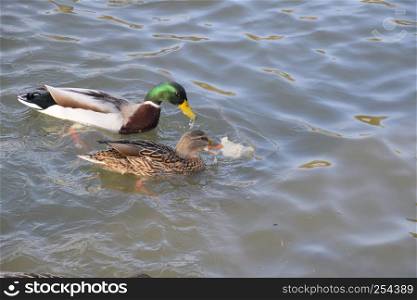 Ducks swimming in the pond. Wild mallard duck. Drakes and females.. Ducks swimming in the pond. Wild mallard duck. Drakes and females