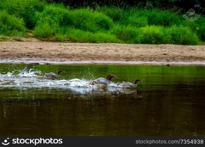 Ducks swimming in the river Gauja. Ducks on coast of river Gauja in Latvia. Duck is a waterbird with a broad blunt bill, short legs, webbed feet, and a waddling gait.

