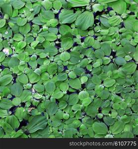 duckweed as background or texture