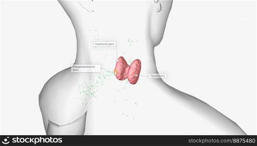 Due to their increased number of cells, enlarged parathyroid glands produce more parathyroid hormone than normal. 3D rendering. Due to their increased number of cells, enlarged parathyroid glands produce more parathyroid hormone than normal.