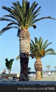 Duet of palm trees on a terrace in Crete.