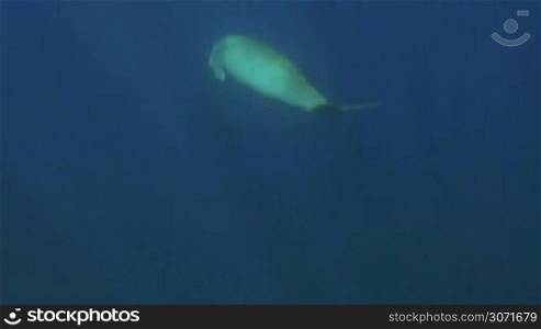 Dugong is swimming under the water.
