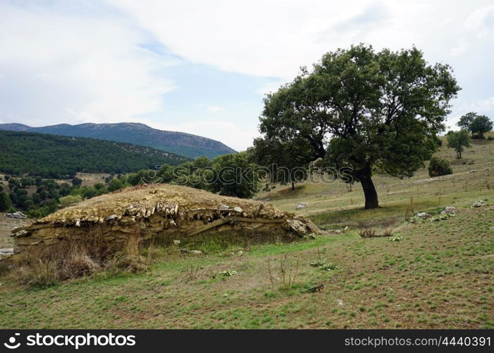 Dugout and big tree, Turkey