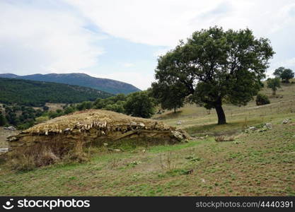 Dugout and big tree, Turkey