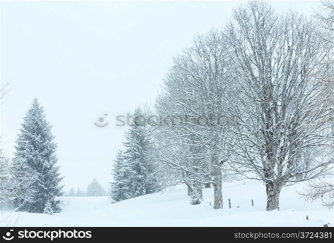 Dull day Snowfall in winter mountain misty snowy forest