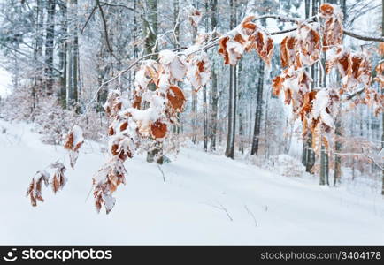 Dull winter calm mountain forest with fir trees on slope (Carpathian Mountains, Ukraine)