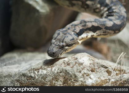 Dumeril&rsquo;s Boa Acrantohpis Dumerili