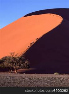 Dune 45 of Sossusvlei in the Morning, Namib-Naukluft Park, Namibia