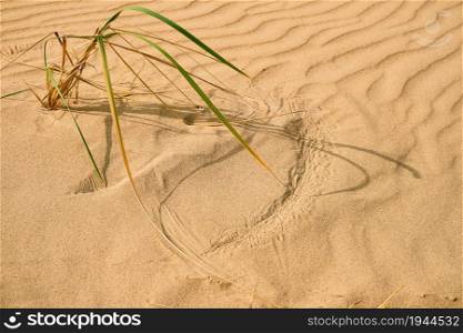 Dune , fresh lyme grass in the sand on a beach by the black sea, selective focus. Windy day, traces of grass in the sand