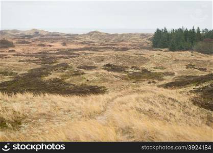 Dune landscape in Skagen, Denmark with beech grass