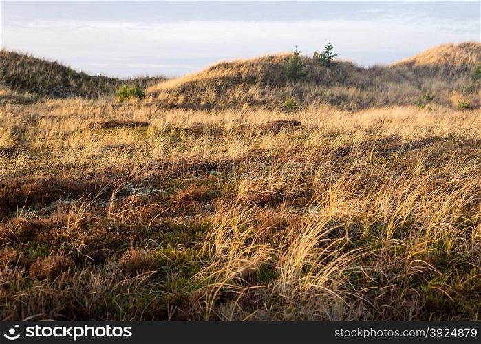 Dune landscape in Skagen, Denmark with vegetation and hills