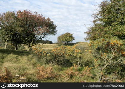 Dune landscape in the dunes in the Netherlands.