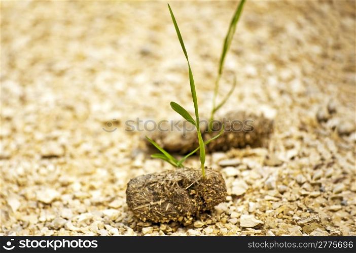 dung with seedling