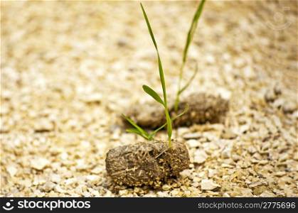 dung with seedling